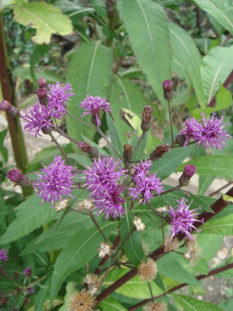 Vernonia arkansana fleur